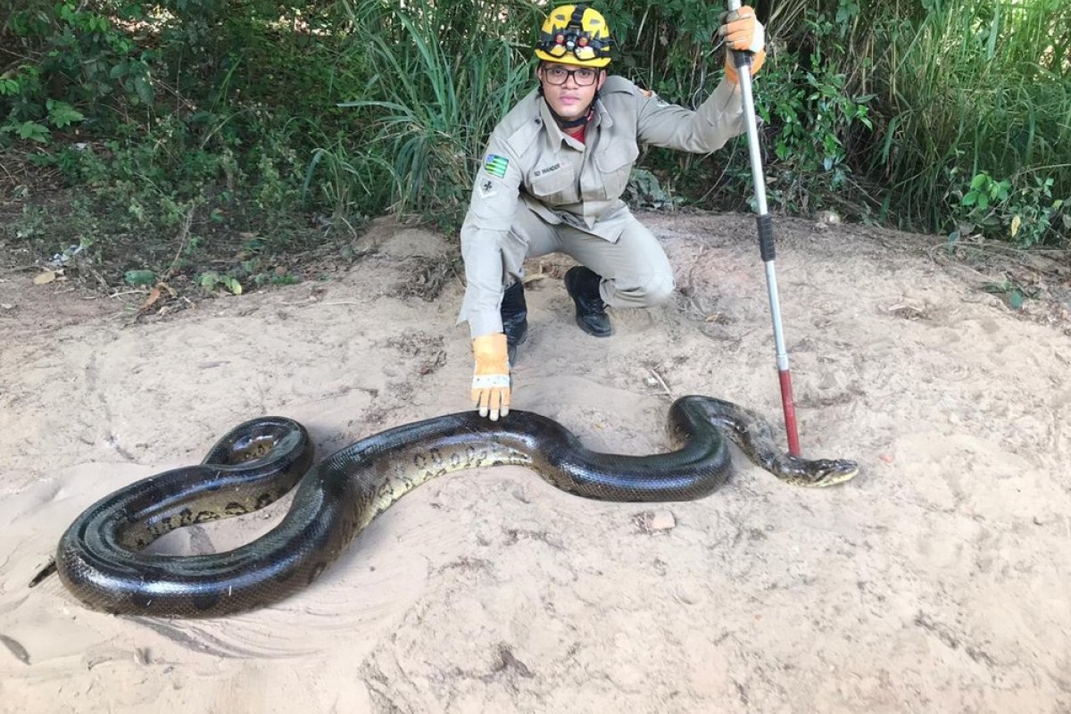 Cobra de seis metros é encontrada em Goiás