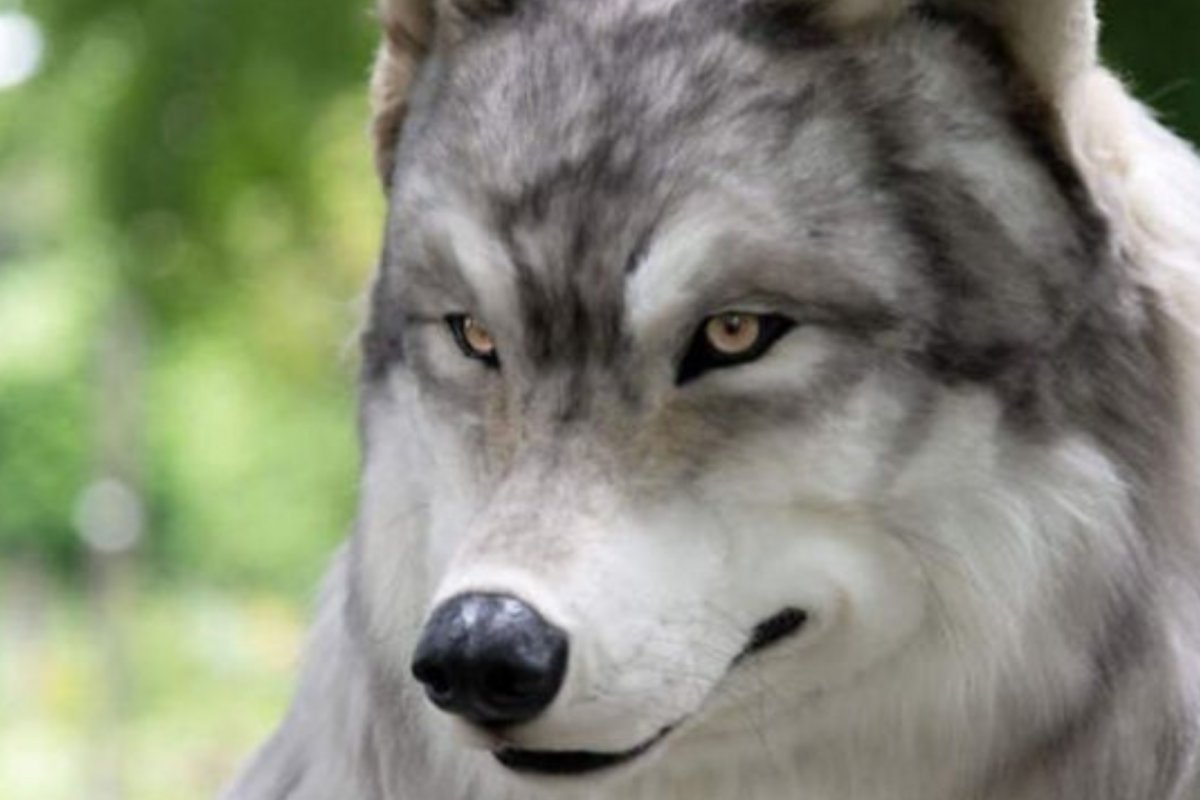 Homem desembolsa mais de R$ 120 mil para ficar parecido com um lobo