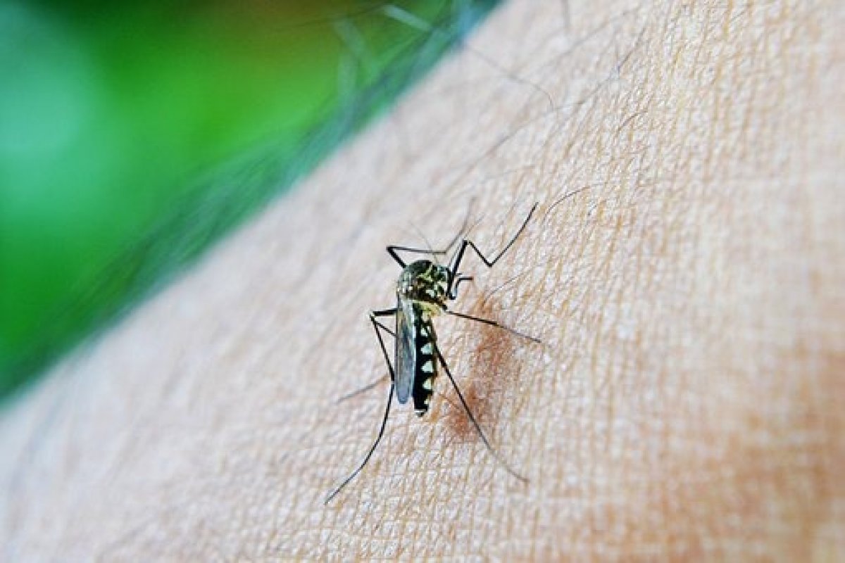 Verão chuvoso acende alerta para casos de dengue no Brasil