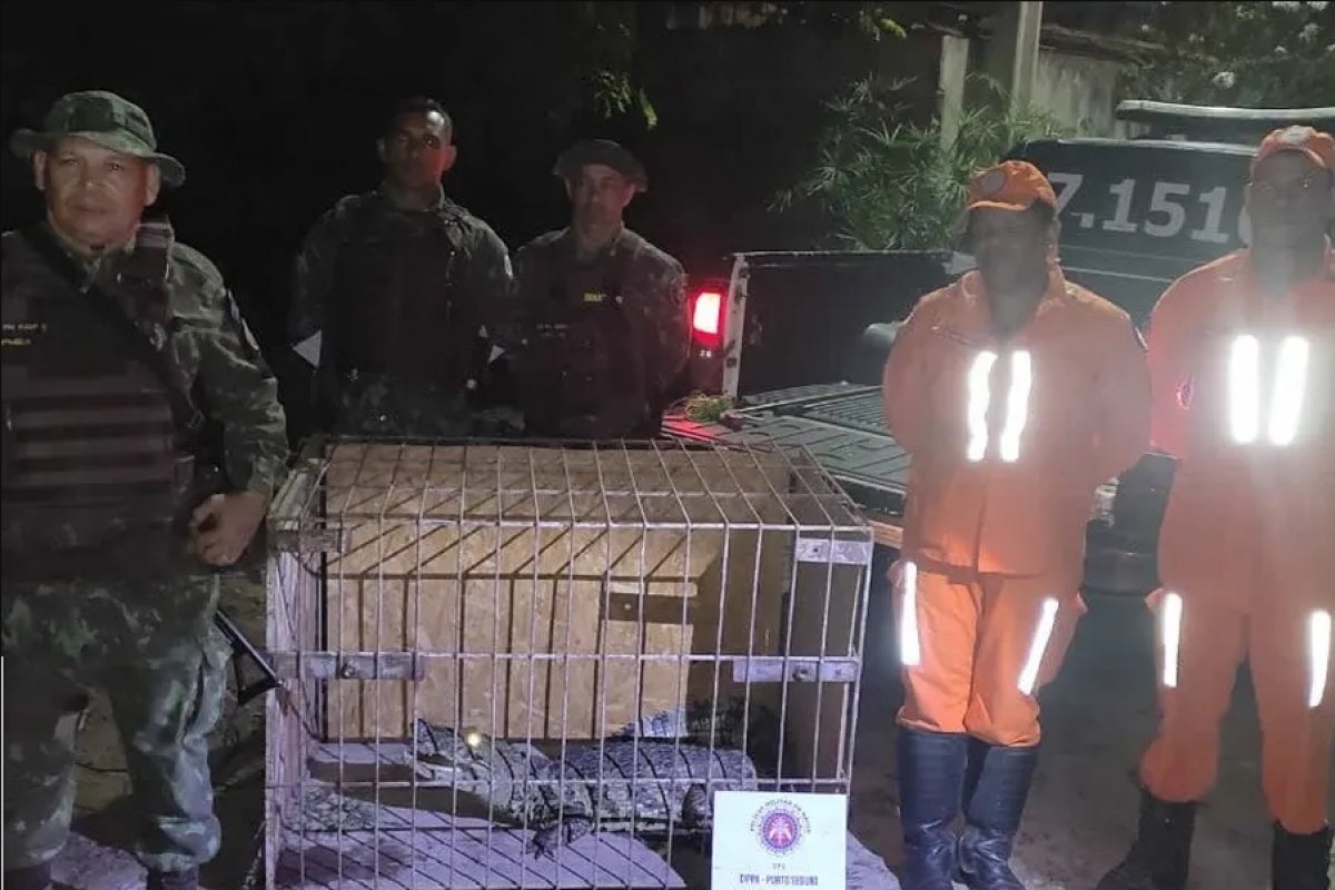 Jacaré de 1,7 metro é resgatado em Eunápolis, no extremo sul da Bahia