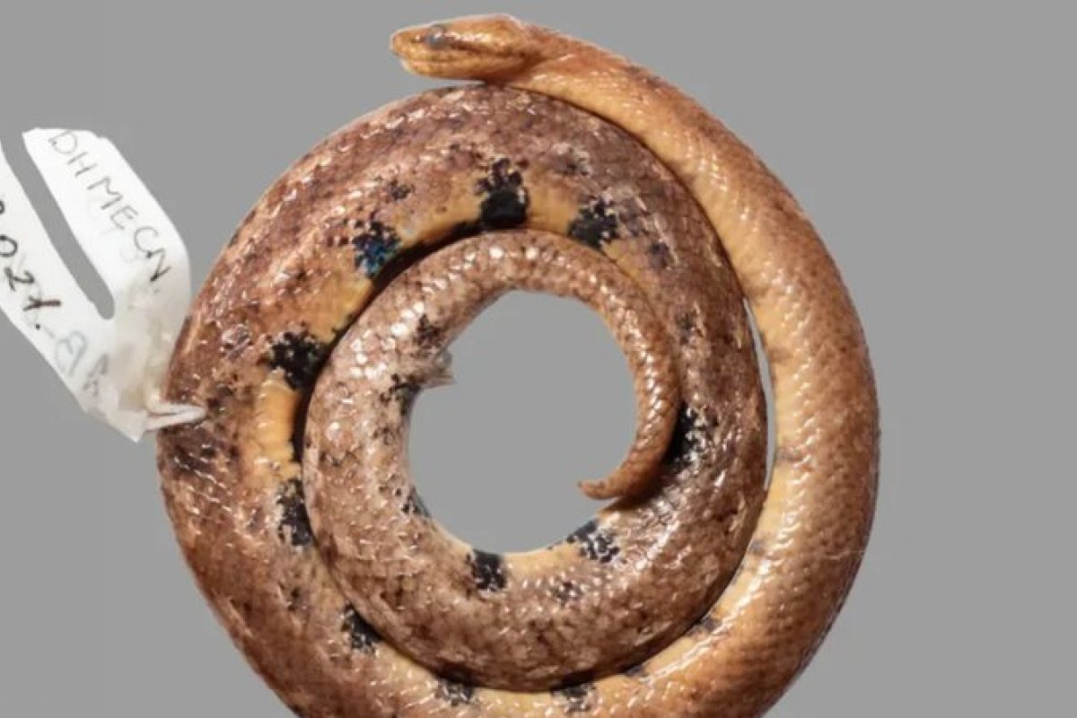 Novo tipo de jiboia-anã é descoberto na Amazônia equatoriana