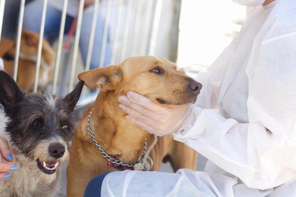 Parque da cidade recebe mutirão com oferta de vacinas para proteção de cães contra dez doenças