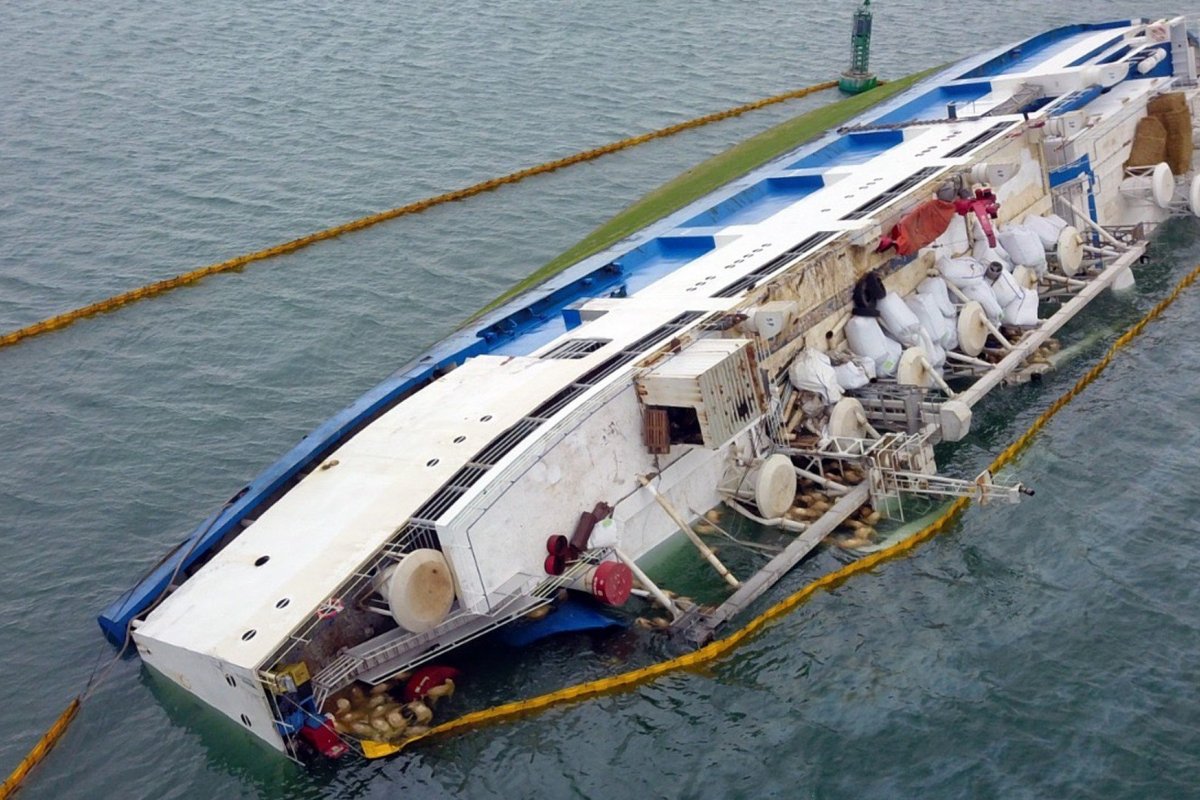 Sessenta ovelhas são resgatadas de navio que virou na Romênia