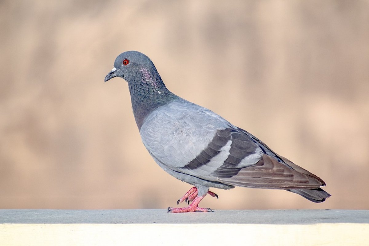 Pombo com mochila cheia de droga é detido no Canadá