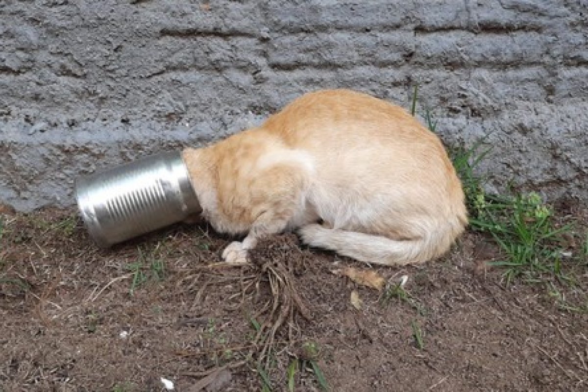 Bombeiros socorrem gato com cabeça preso em lata