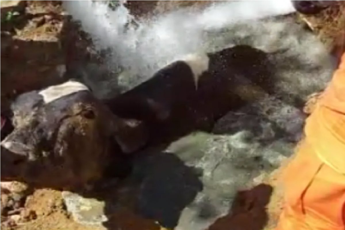 Vaca prenha cai em fossa e é resgatada por bombeiros em Vitória da Conquista