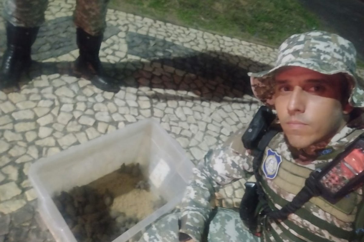 Vídeo: 70 tartarugas são resgatadas pela Guarda Civil na orla de Salvador