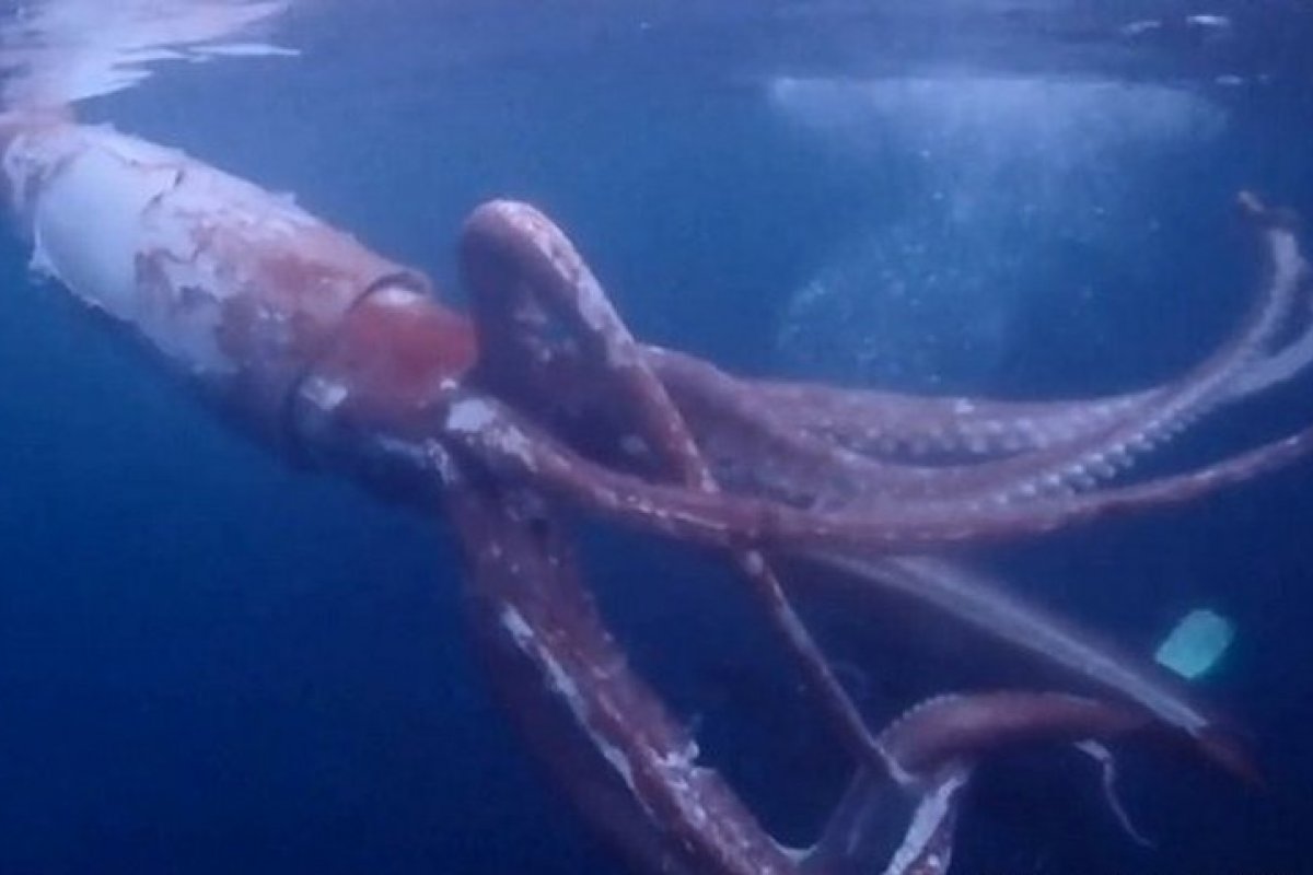 Mergulhadores japoneses registram raras imagens de lula gigante