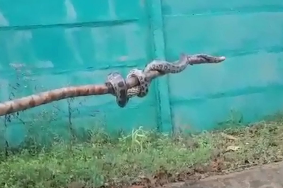 Sucuri é resgatada após ser encontrada no pneu de uma moto; veja vídeo