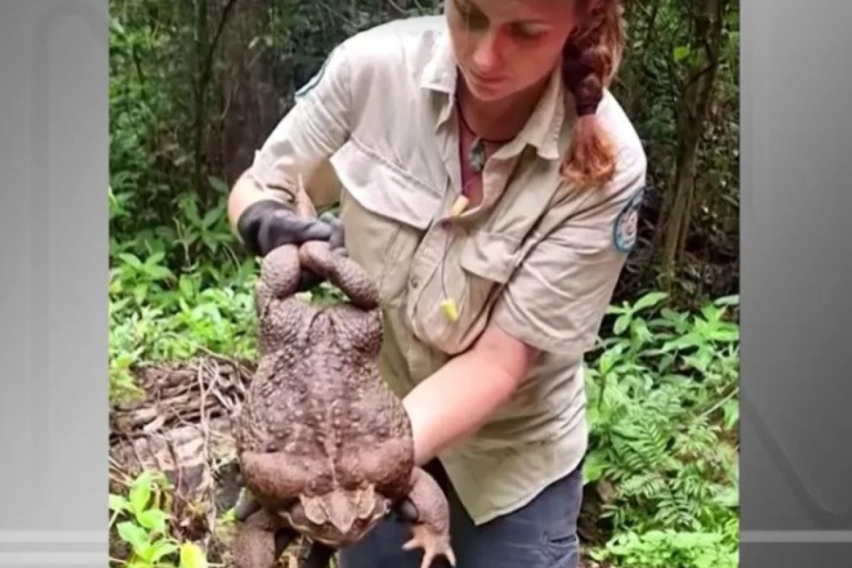 Sapo-cururu encontrado na Austrália pode ser o maior já registrado no Guinness Book