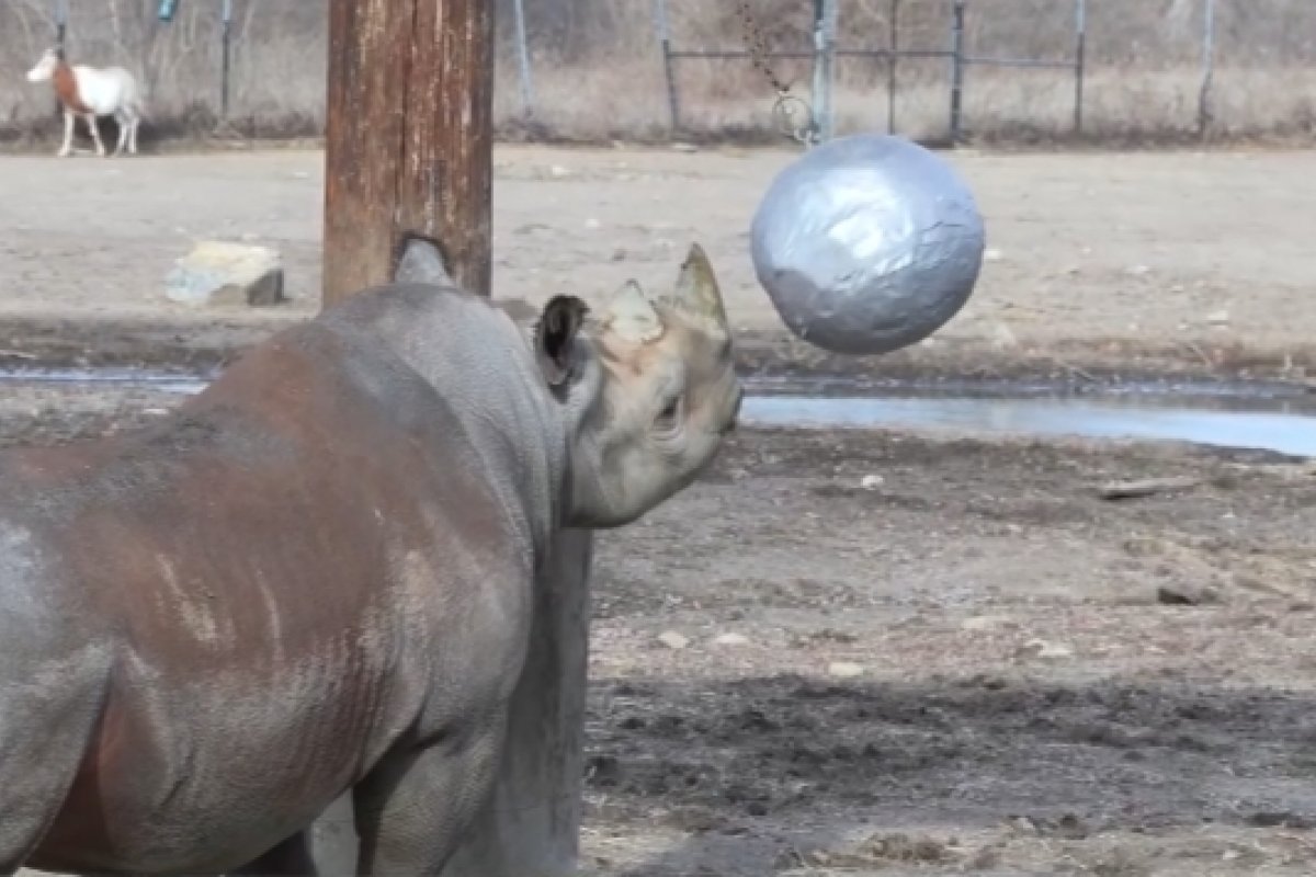 Vídeo: zoológico dos EUA faz chá revelação de rinoceronte