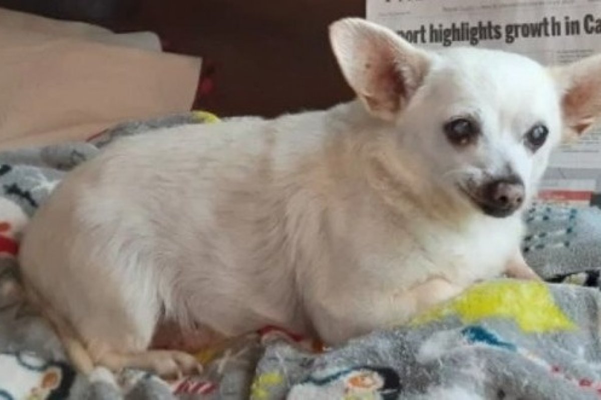 Chihuahua de 23 anos recebe título de cachorro mais velho do mundo