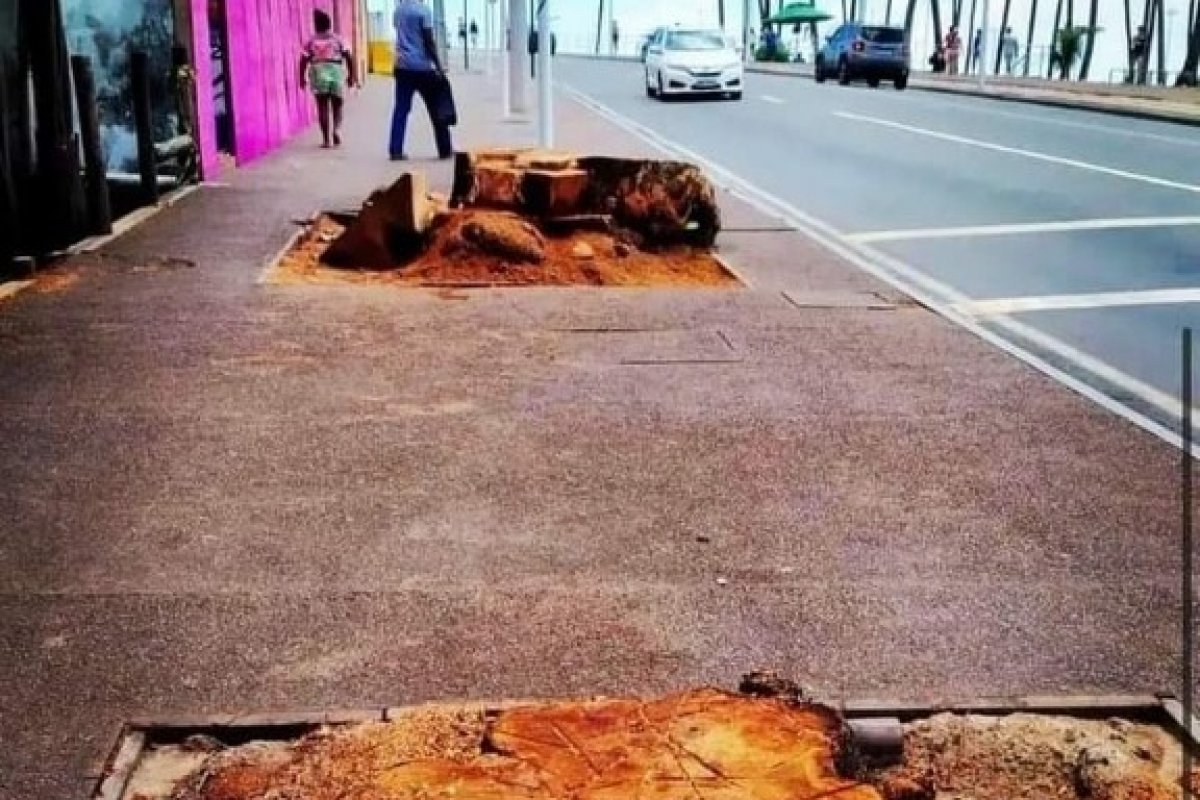 Árvores são cortadas na Barra em Salvador