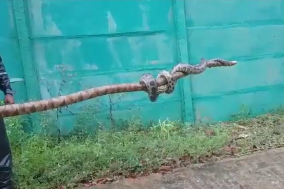 Sucuri é resgatada após ficar presa em pneu de motocicleta