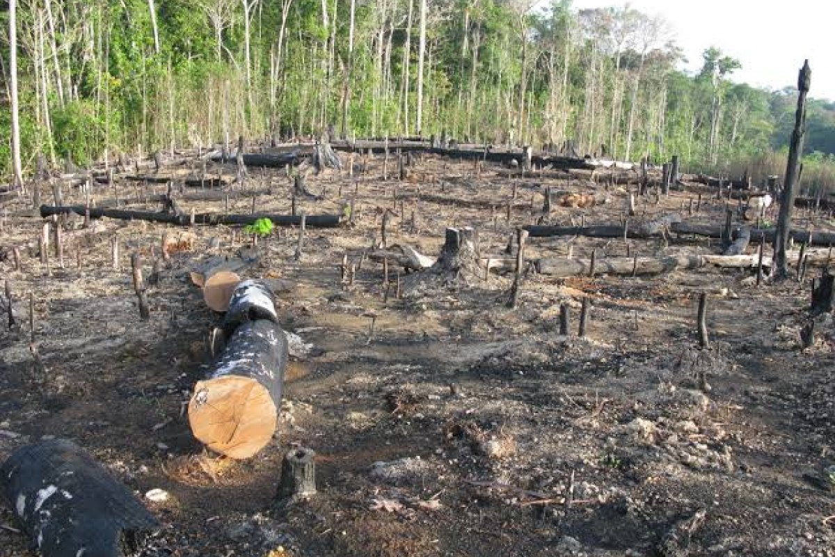 Terras indígenas têm alta de 74% no desmatamento