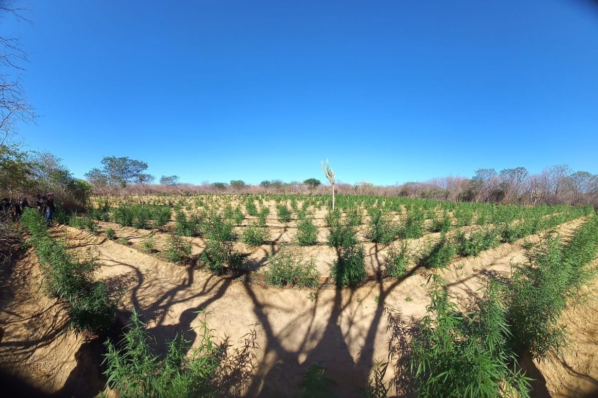 Mais de 231 toneladas de drogas são retiradas de circulação da Bahia em 2022