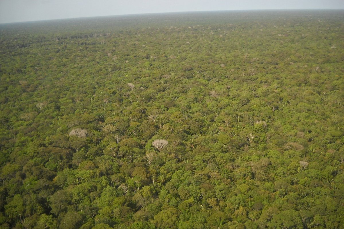 Mais de um terço da floresta amazônica sofre com degradação, diz estudo