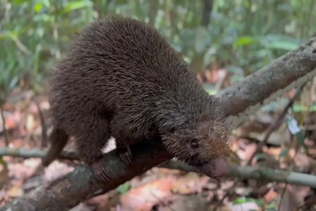 Ouriço-preto ameaçado de extinção e outros 22 animais são reintroduzidos em reserva na Bahia