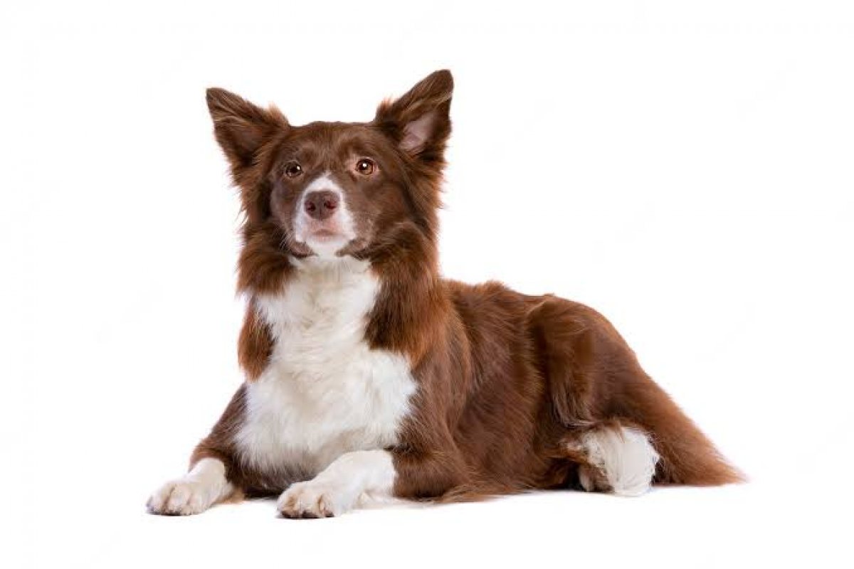 Clínica veterinária de SP terá que indenizar tutora por morte de cadela