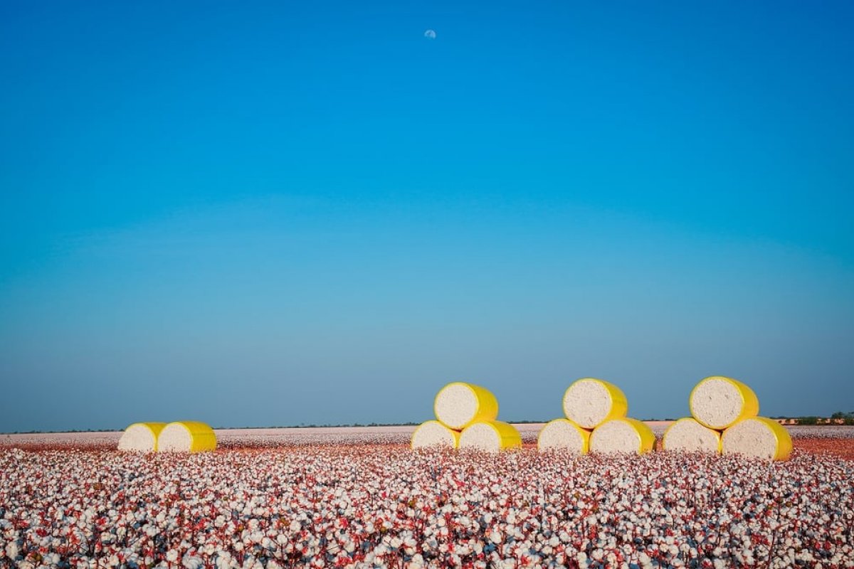 China é o maior comprador de algodão brasileiro!