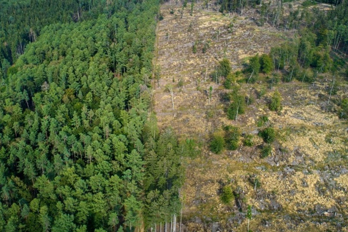 Mata Atlântica perdeu o equivalente a 75 campos de futebol por dia em 3 meses