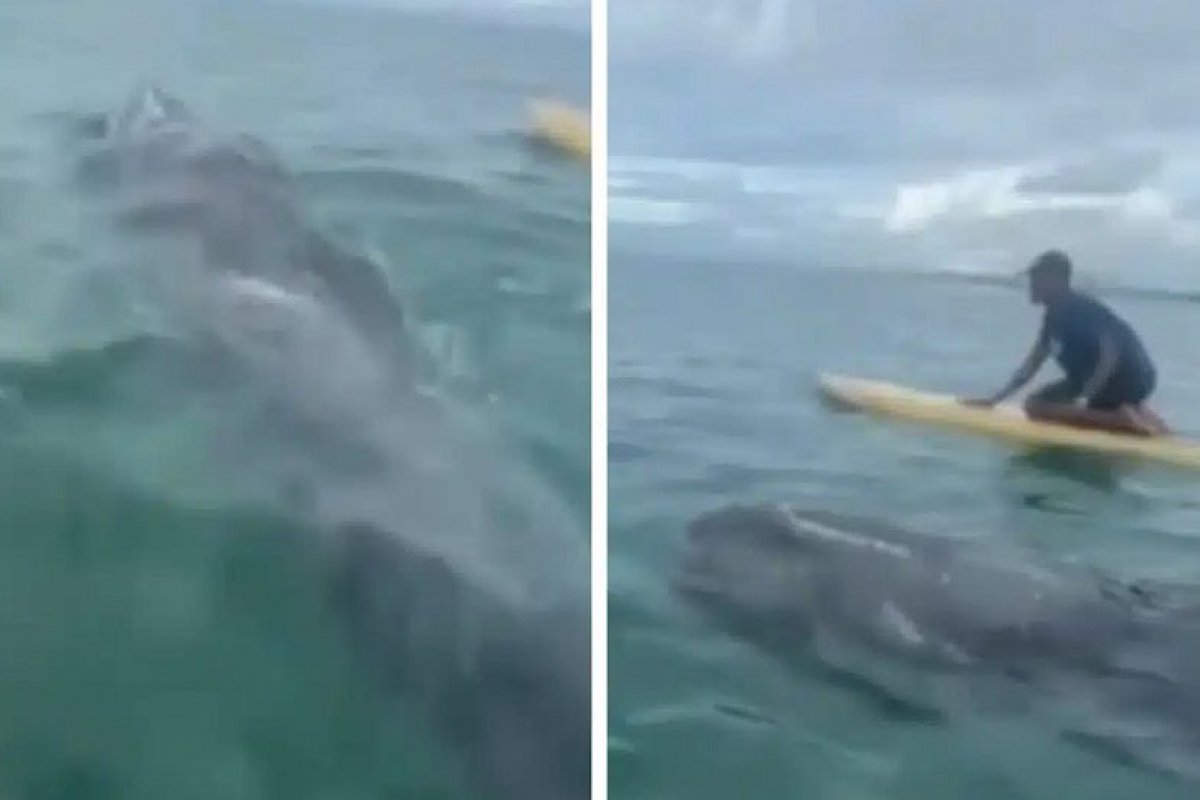 Filhote de baleia é avistado na praia de Itapuã