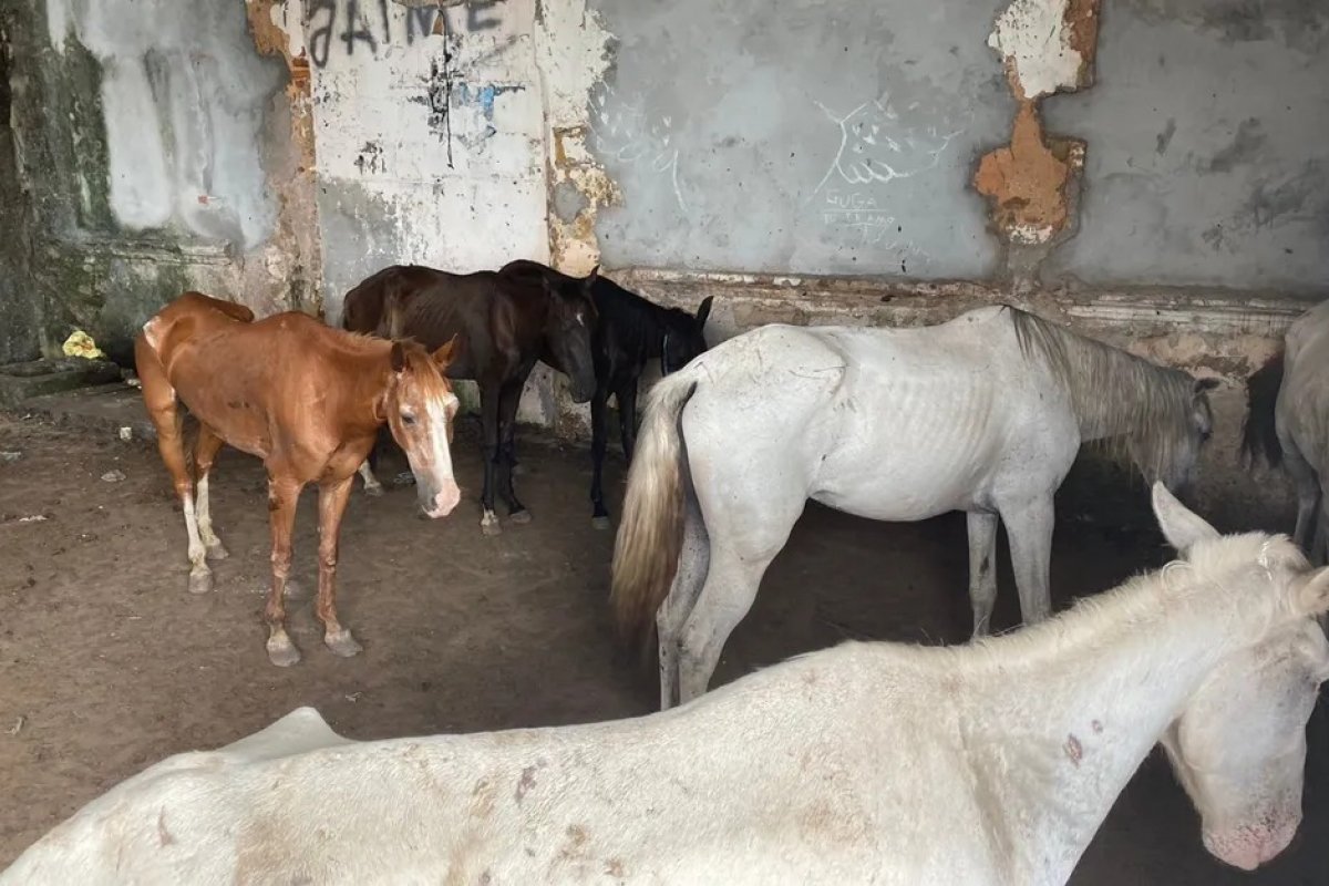 Homem suspeito de maus-tratos contra cavalos é preso em Salvador