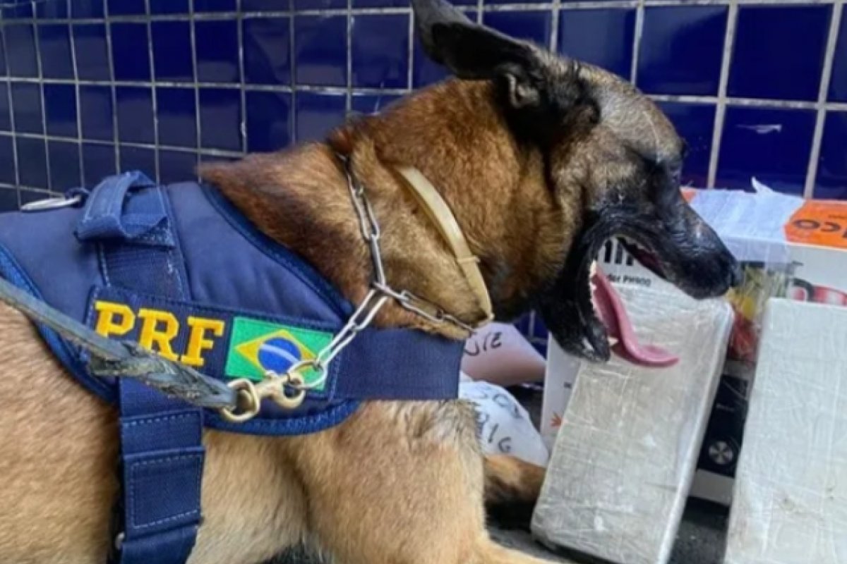 Cão farejador da PRF identifica cocaína escondida em bagagens de ônibus na BR-116