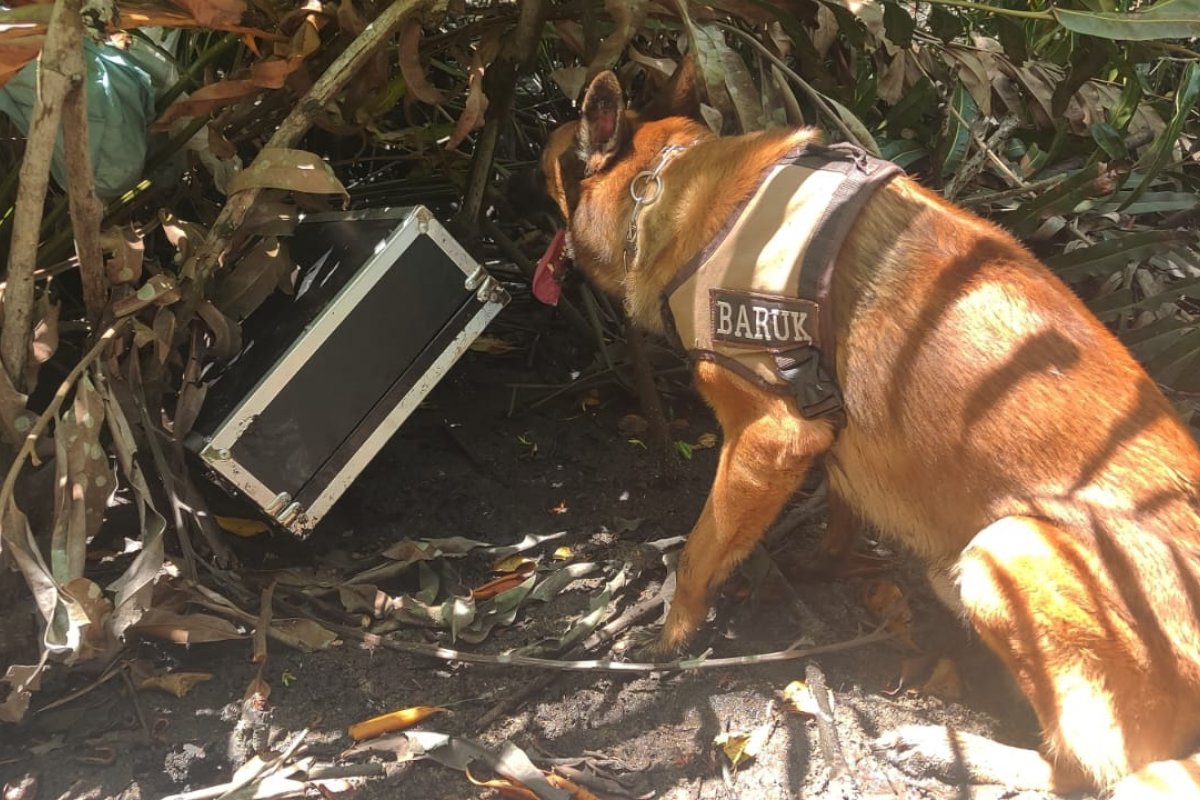 Cão do 8° BPM encontra rifle com mira telescópia e silenciador escondido em manguezal