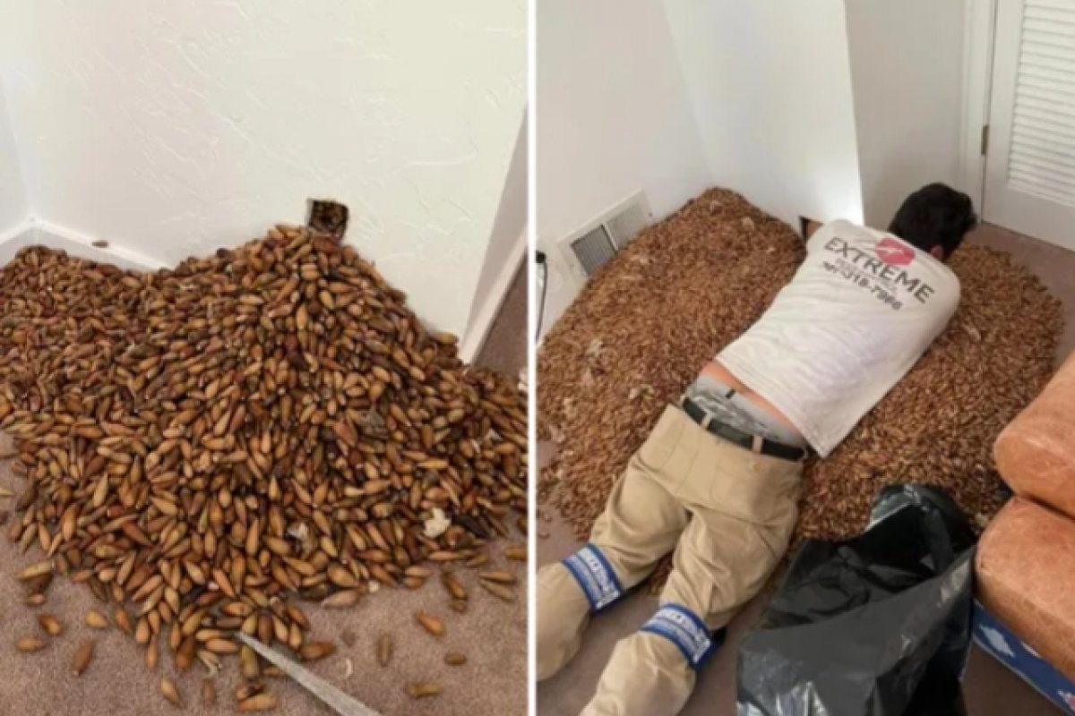 Pica-pau 'acumulador' guarda 320 kg de nozes no forro de uma casa na Califórnia