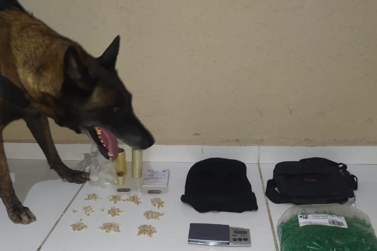 Cadela da Polícia Militar descobre drogas em vegetação no sul da Bahia