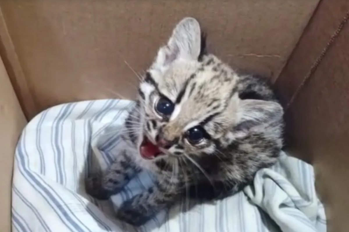 Filhote de gato-do-mato é encontrado no oeste da Bahia