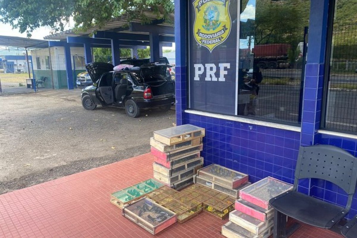 Dois irmãos são presos com mais de 300 aves silvestres em Jequié