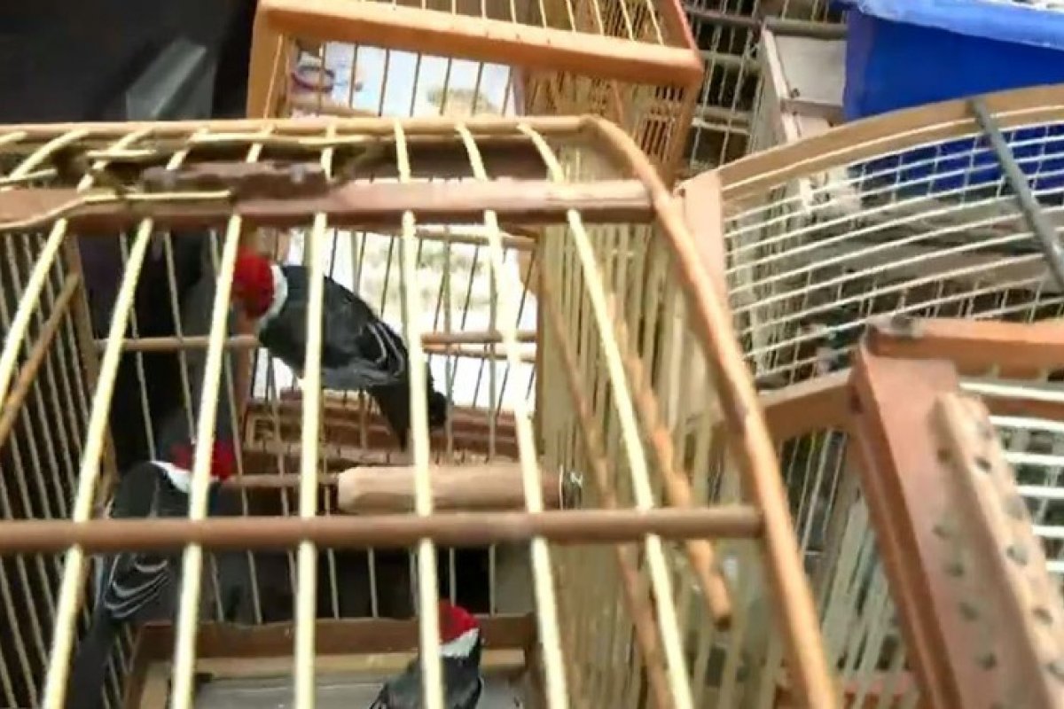 Coppa resgata 70 aves silvestres de cativeiro em Salvador