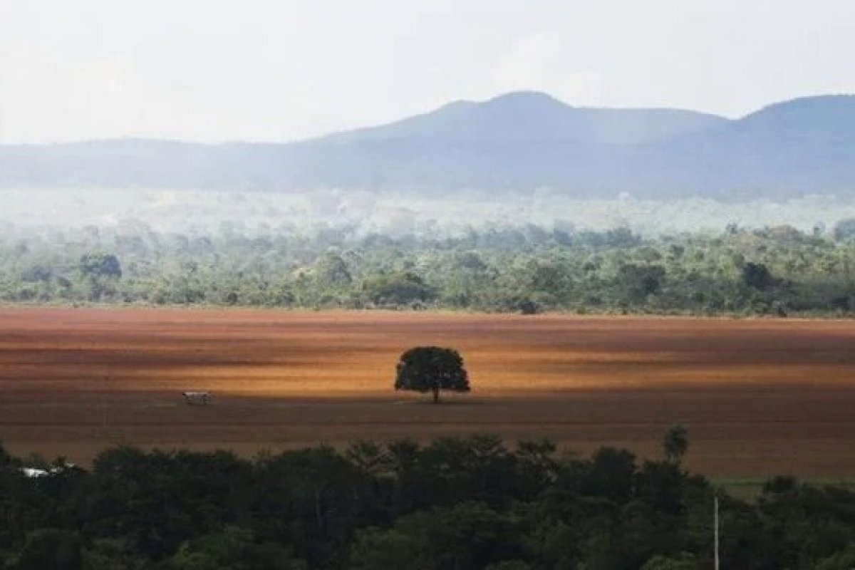 Desmatamento no Cerrado tem queda de 16% em janeiro de 2023