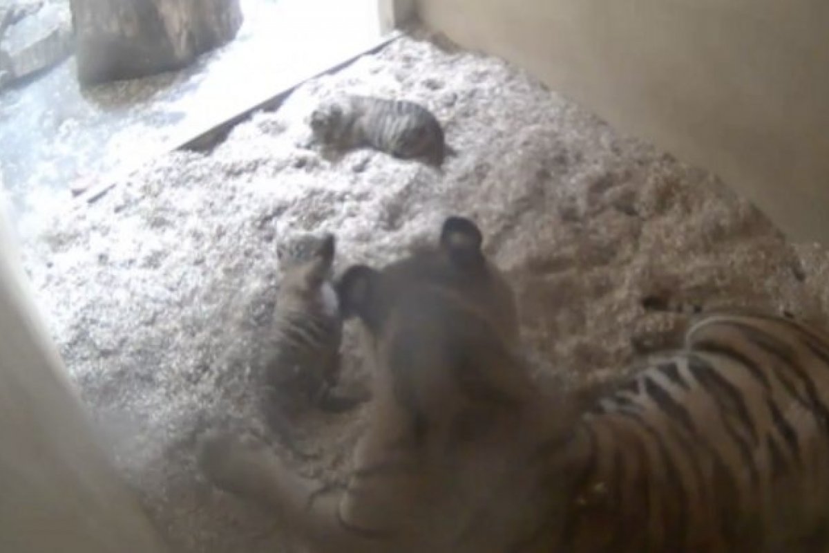 Gêmeos de tigre-de-sumatra nascem em zoológico no Reino Unido