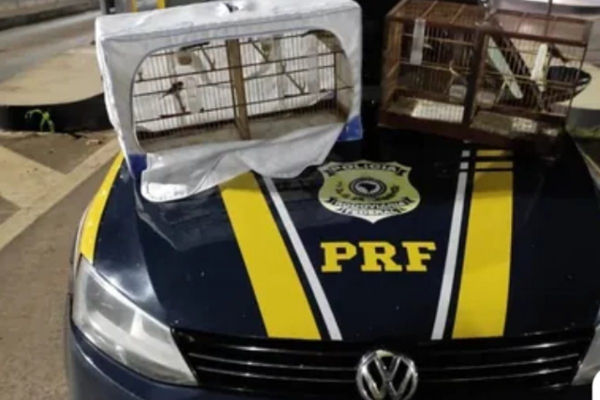 PRF apreende pássaros silvestres na BR 153, em São Paulo