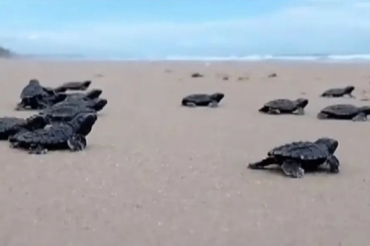 Mais de 600 filhotes de tartaruga marinha nascem nas praias do sul da Bahia