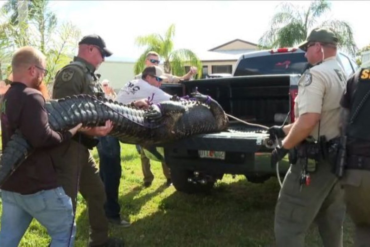 Idosa de 85 anos morre após incidente com jacaré na Flórida