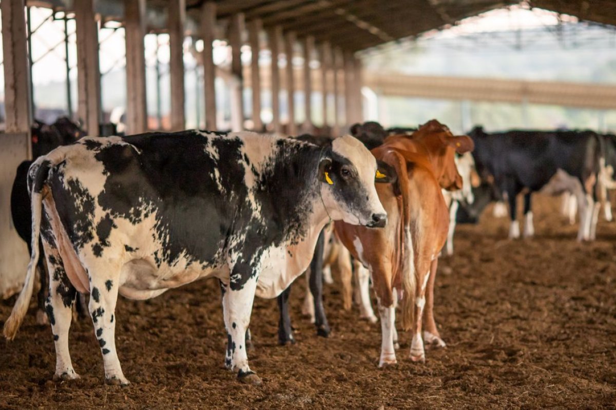 Vendas de carne bovina à China são suspensas após caso de vaca louca