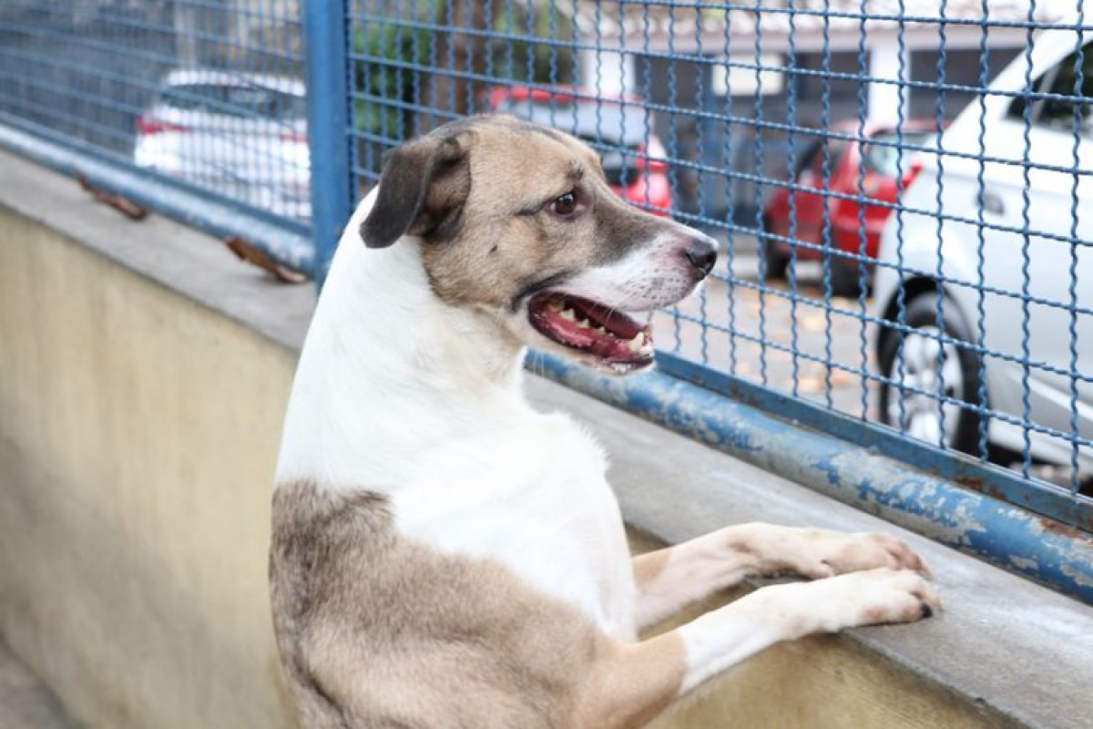 Projeto na Câmara sugere que pets tenham direito à pensão alimentícia