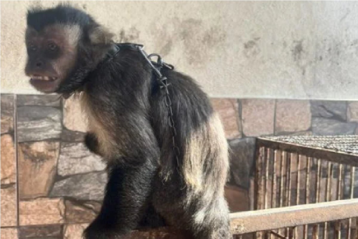 Macaco que andava de jet ski e foi vítima de maus-tratos é resgatado em Minas Gerais