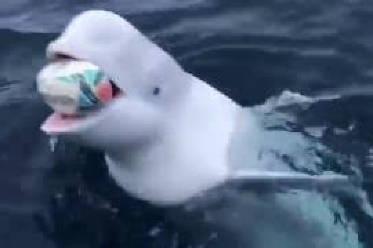 Vídeo: baleia beluga viraliza na web ao buscar brinquedo jogado por mergulhador