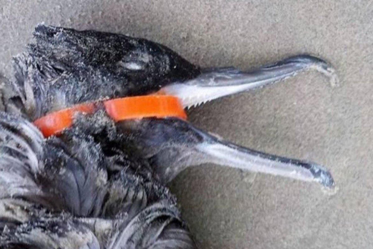 Vídeo: Projeto Amar alerta para descarte irregular de lacres de garrafas plásticas no meio ambiente