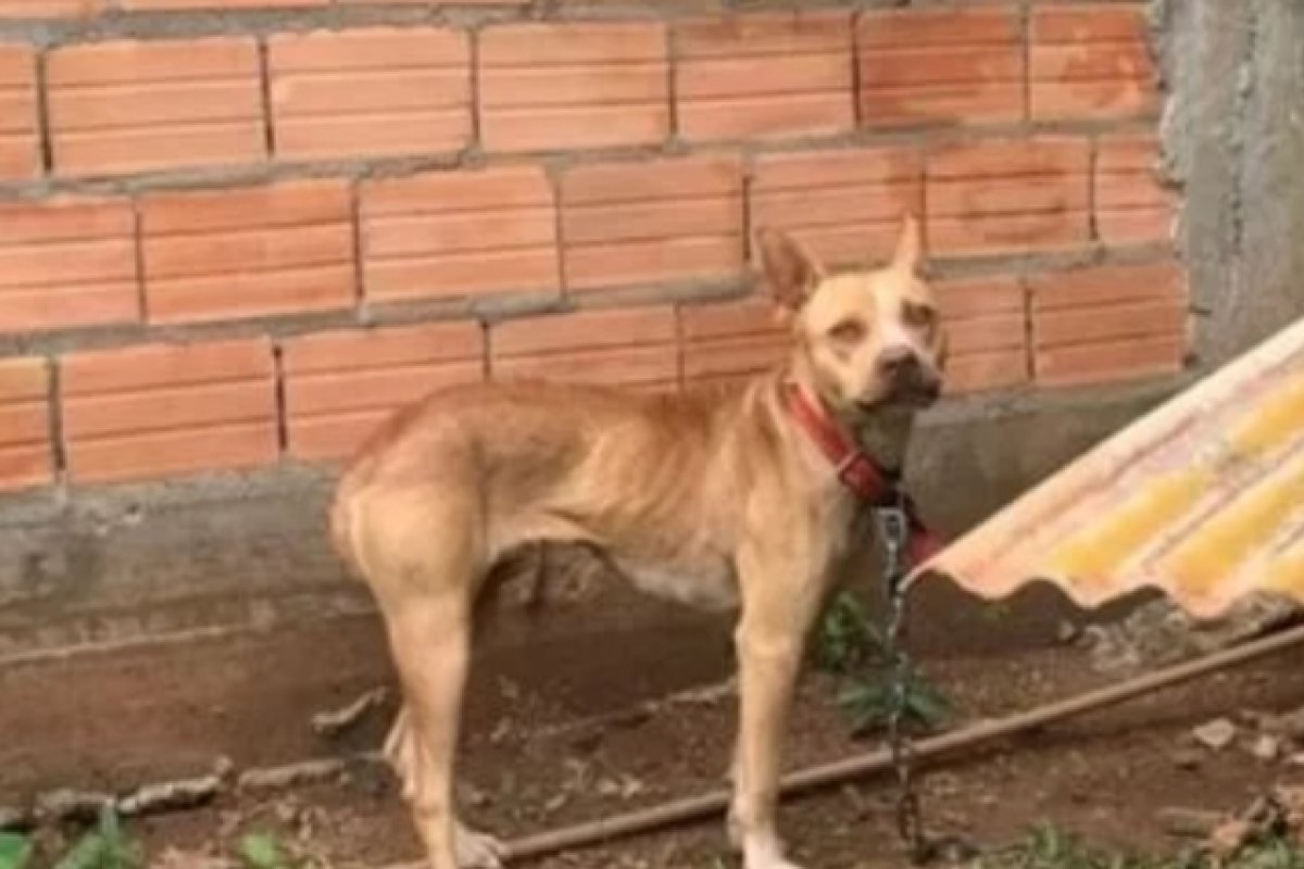 Cachorros são resgatados após três dias sem água e comida em SC