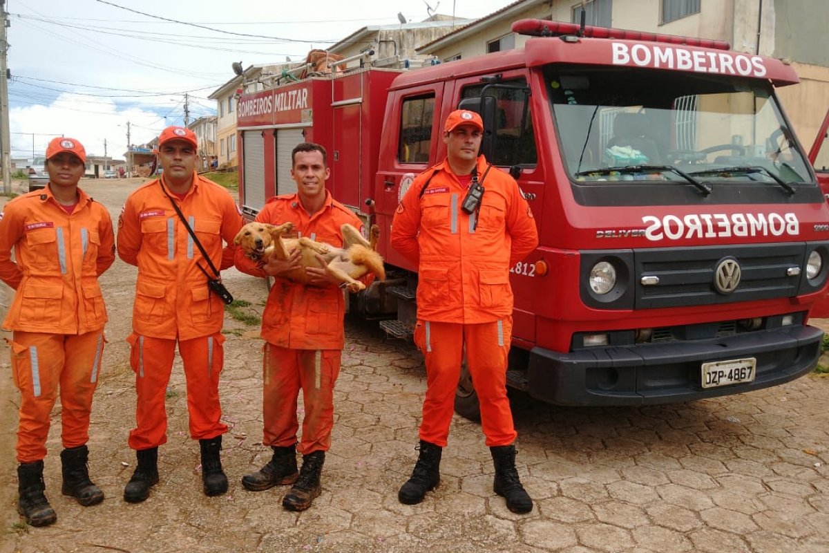 Vídeo: cachorro é resgatado de despenhadeiro de 35 metros