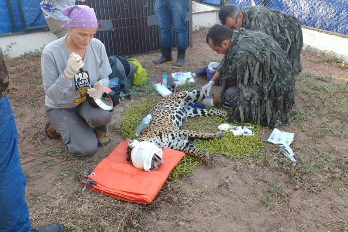 Onça-pintada é resgatada após passar 22 dias presa em caverna na caatinga