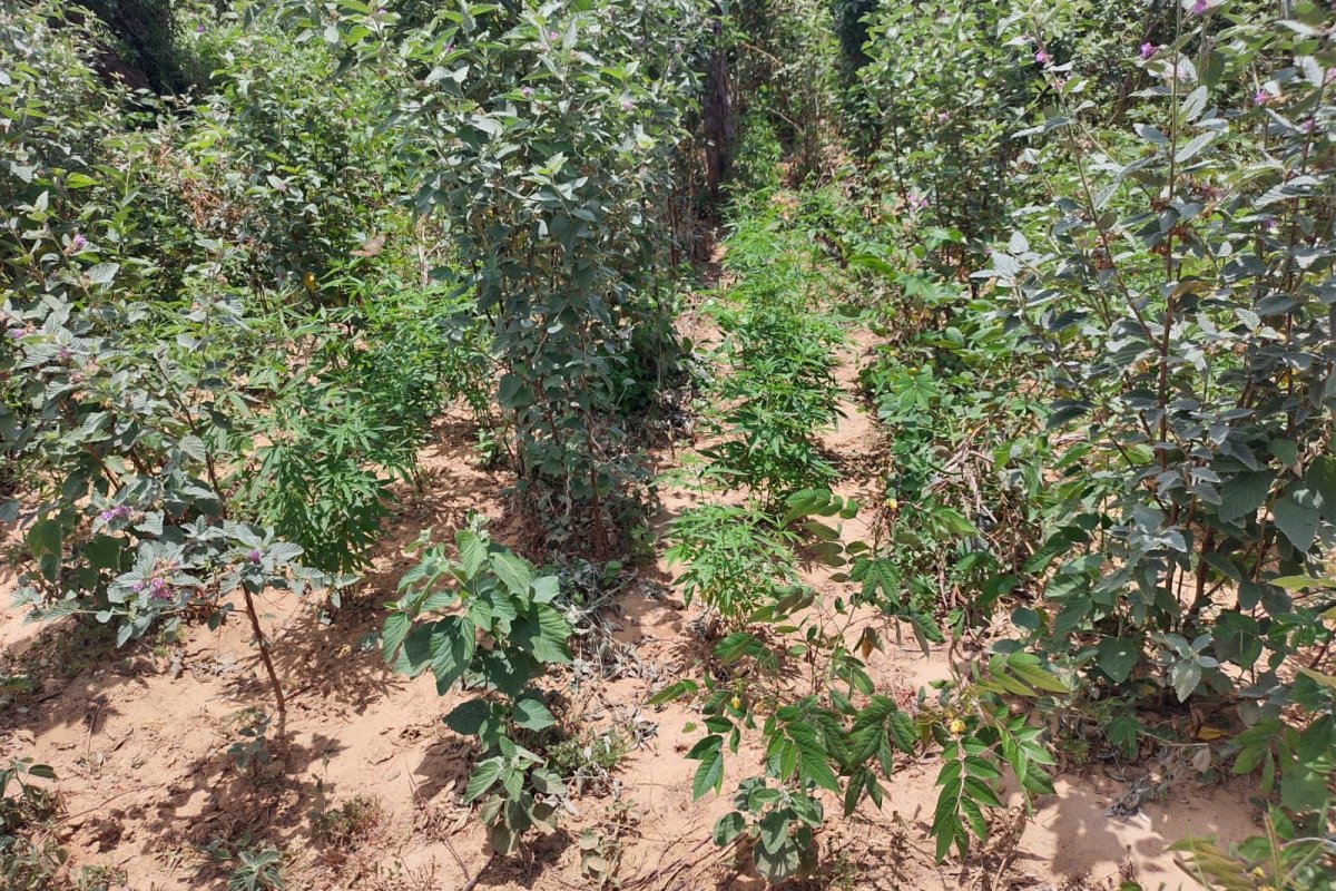 Mais 14 mil pés de maconha são erradicados na Região Norte da Bahia