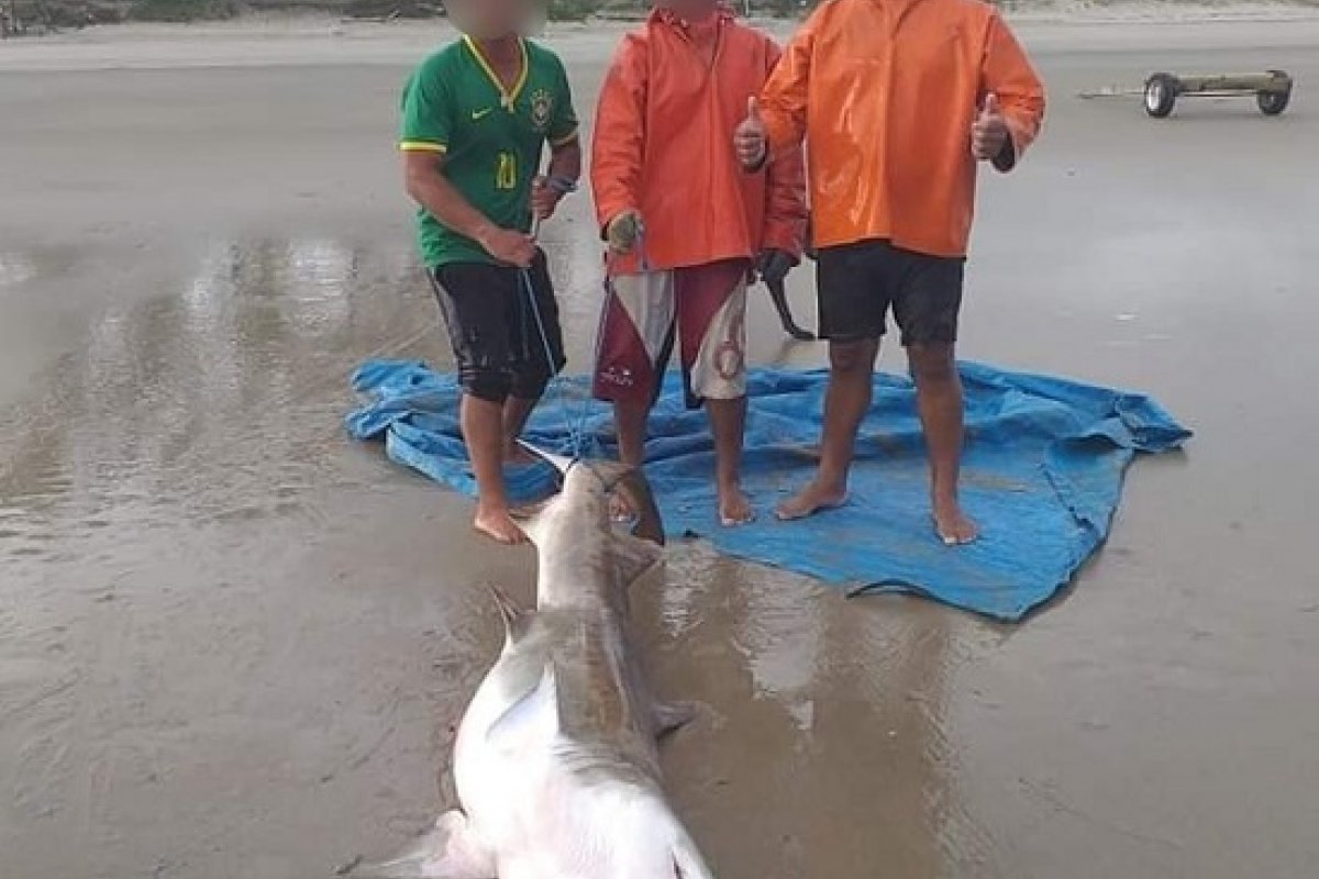 Trio é detido após pescar e comer um tubarão ameaçado de extinção