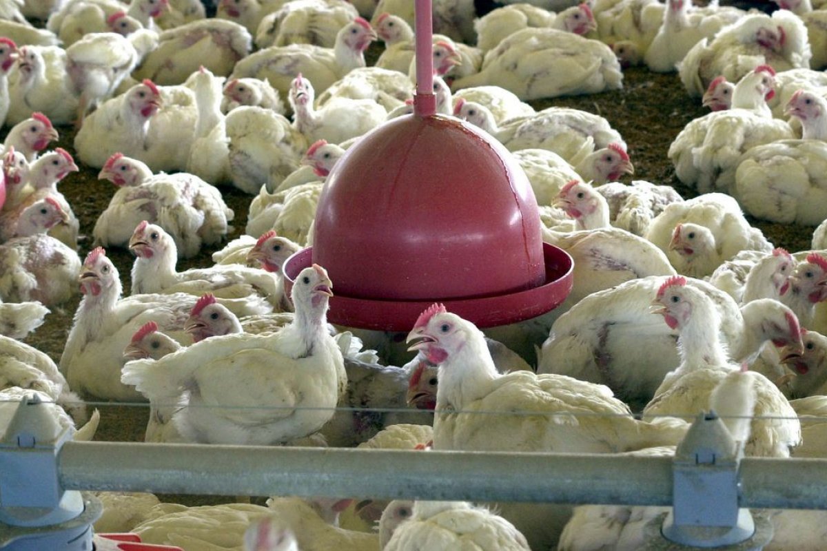 China confirma primeiro caso de H5N1, a gripe aviária, em humanos